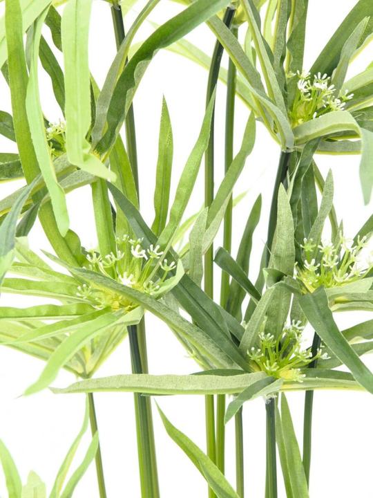 Produktbild Europalms Zyperngras (76 cm)