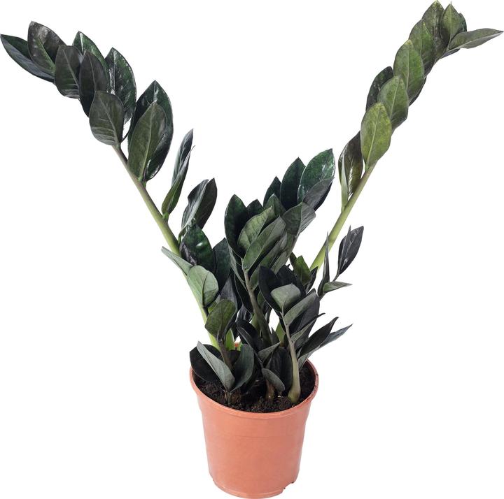 Immagine prodotto Flowerbox Lucky Feather "Raven" - Zamioculcas zamiifolia nera (35 cm)