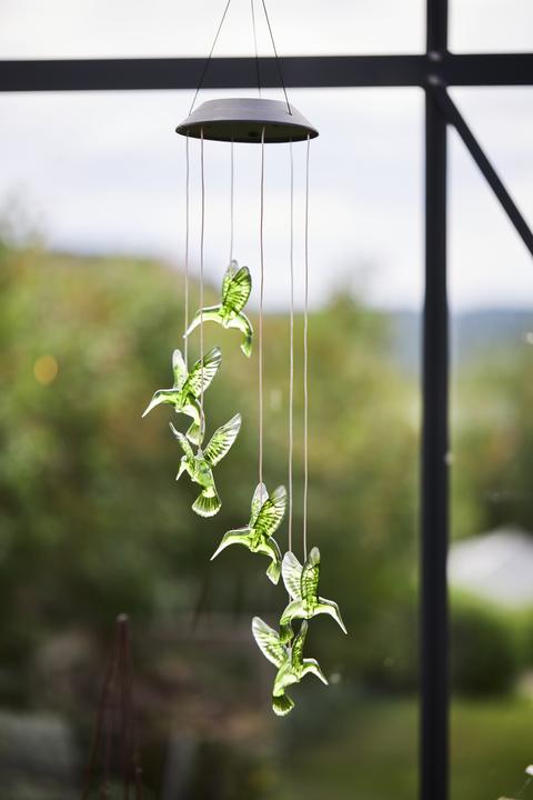 Immagine prodotto Star Trading Colibrì