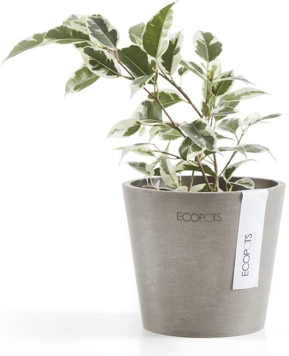 Actual product image Ecopots Amsterdam Mini (10.50 cm)