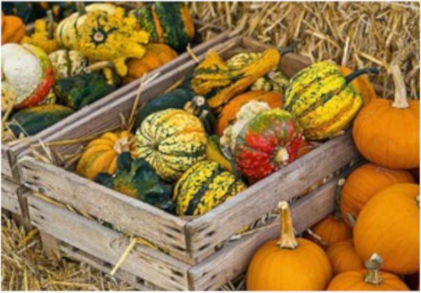 Art Bula Karte 12,2x17,5cm Kürbisse