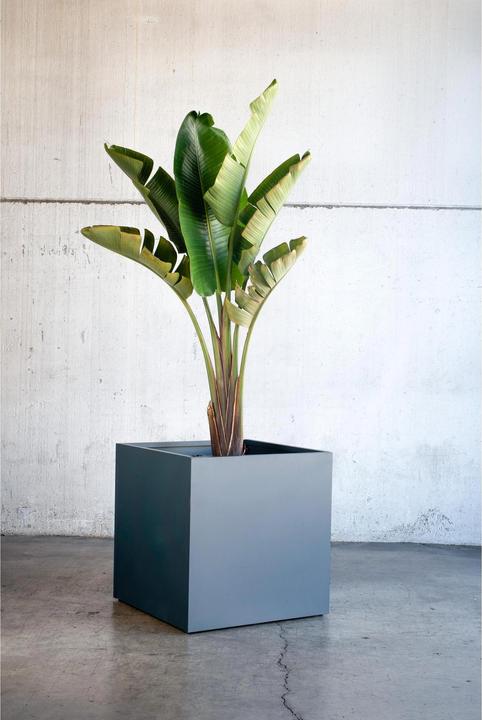 Actual product image Herstera Cube (60 cm)