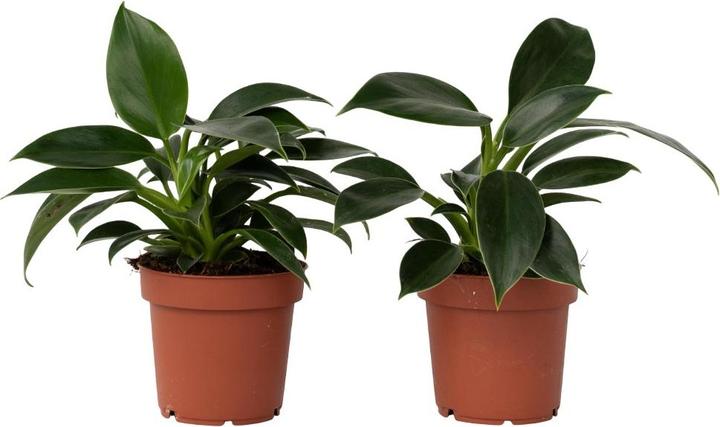 Produktbild Plant in a Box Philodendron 'Green Princess' - 2er Set Baumfreund (20 cm)