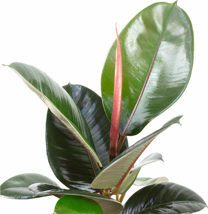 Actual product image Flowerbox Rubber tree - Ficus elastica Robusta (50 cm)
