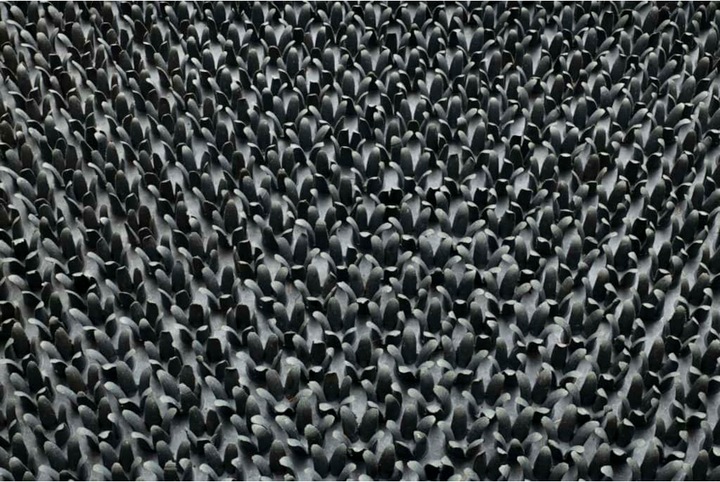 Grau