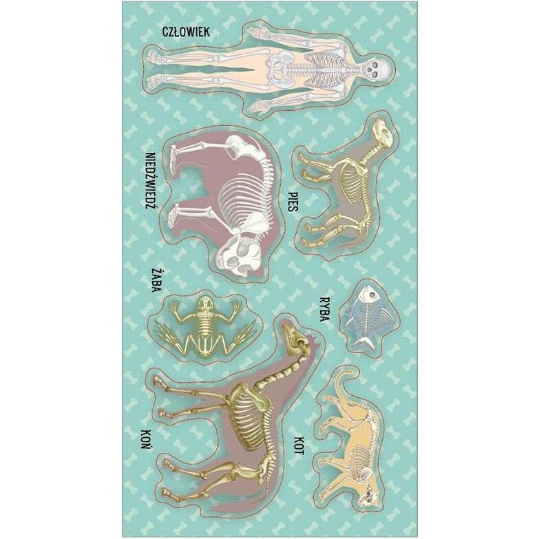 Ranok Aufkleber Skelettsysteme (Skelette) (57387254)
