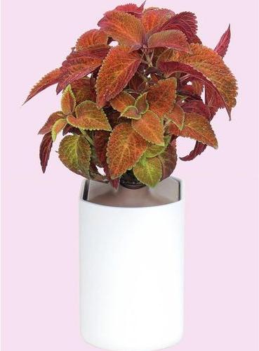Produktbild Prêt à Pousser Saatgut Coleus (Kräutersamen)