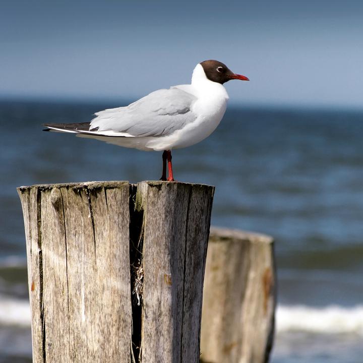 Produktbild Nordsee/Northern Sea 2026 (30 x 30 cm, Weicher Einband, Deutsch, Spanisch, Französisch, Tschechisch, Polnisch, Niederländisch, Italienisch, Englisch)