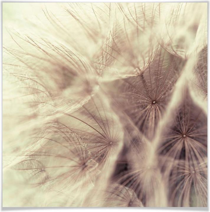 Image du produit Trenddeko Pissenlit Close Up (40 x 40 cm)