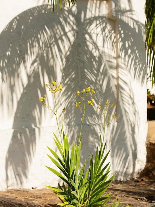 Immagine prodotto Cosmo Coffee Sol (250 g, Tostatura media)