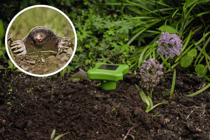 Actual product image Gardigo Solar mole defense