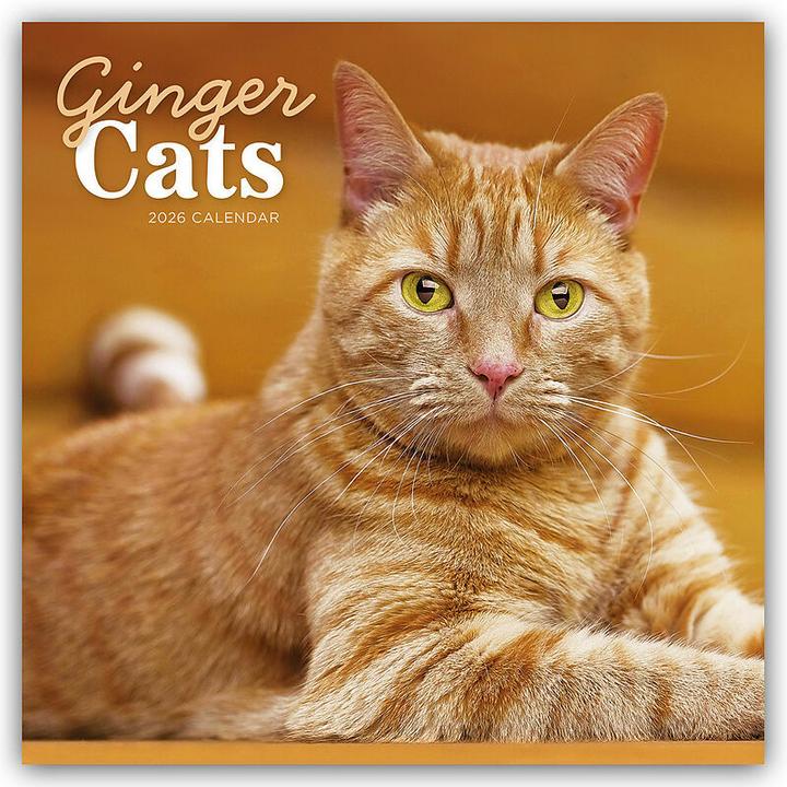 Produktbild Ginger Cats - Rothaarige Katzen 2025 - Wand-Kalender (30.5 x 30.5 cm, Kein Einband, Deutsch, Englisch)
