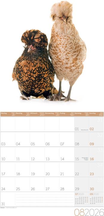 Produktbild Verrückte Hühner Kalender 2026 - 30x30 (30 x 30 cm, Harter Einband, Englisch, Französisch, Deutsch, Italienisch)