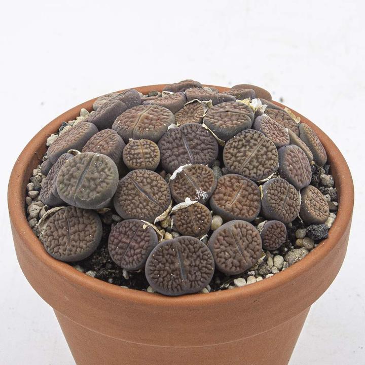 Produktbild Kakteen Gautschi Sukkulenten-Set 4 (15 cm)