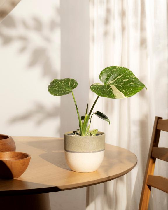 Produktbild feey Monstera 'Thai Constellation' (30 cm)