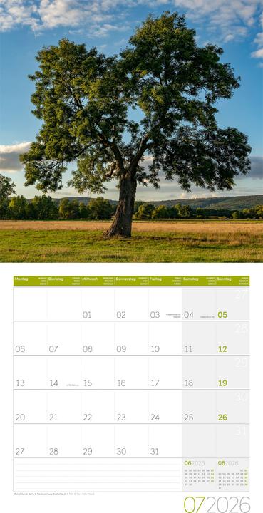 Image du produit Bäume Kalender 2026 - 30x30 (30 x 30 cm, Couverture rigide, Français, Anglais, Allemand, Italien)