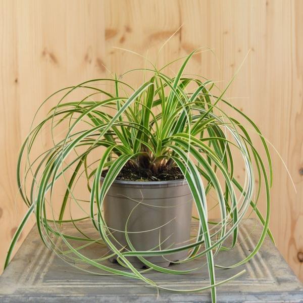 Sntispracht Das gestreifte Pfahlrohr - Arundo donax 'Variegata Compact'
