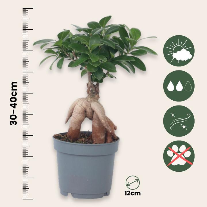 Produktbild Plant in a Box Ficus microcarpa Ginseng - Bonsai (40 cm)