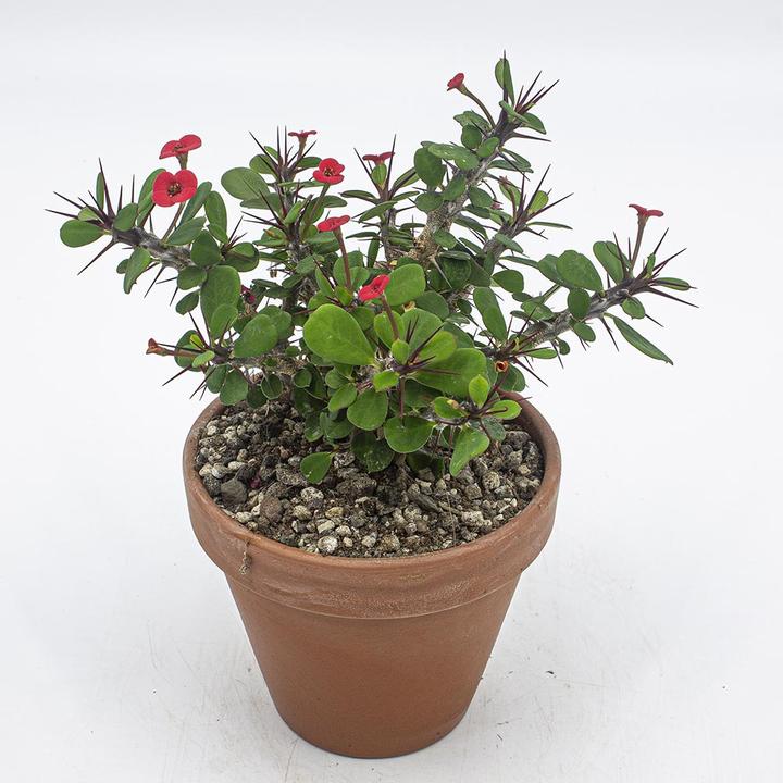 Immagine prodotto Kakteen Gautschi Euphorbia milii Set (25 cm)