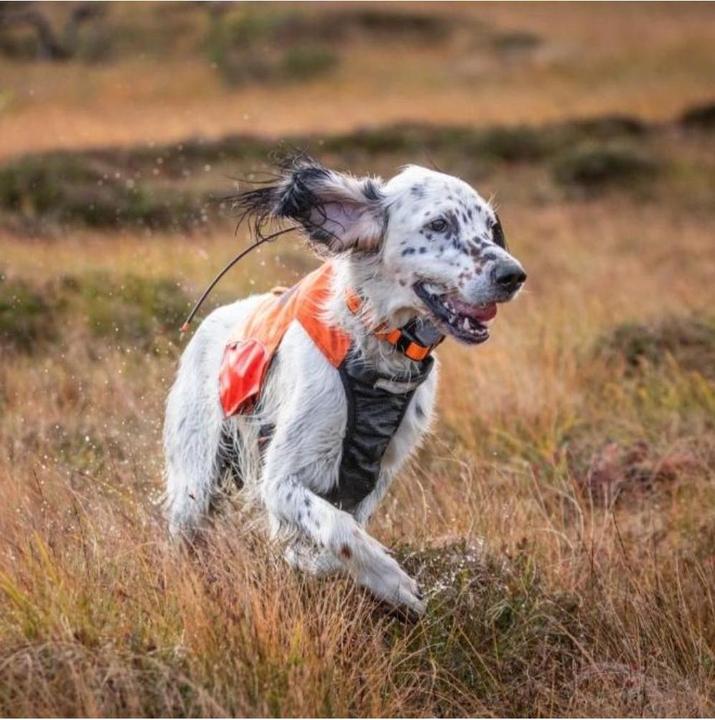 Produktbild Non-Stop Dogwear Pector Vest (L, Hundeweste)