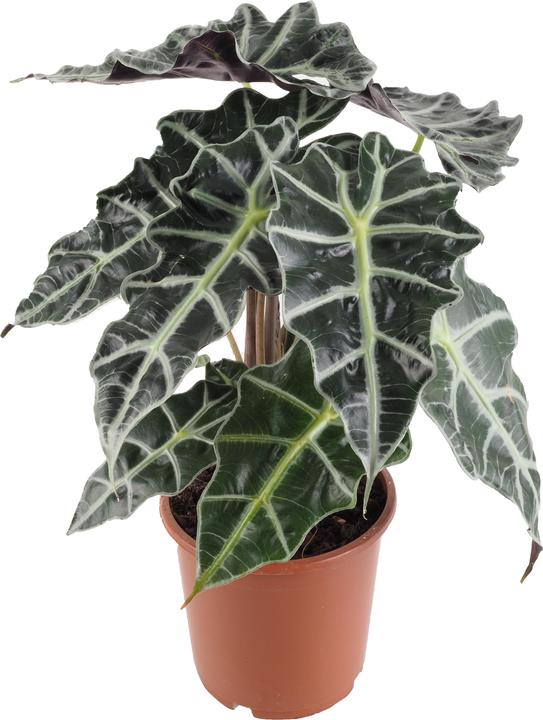 Image du produit Migros Ostschweiz Alocasia Polly (50 cm)