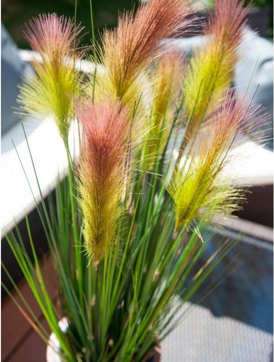 Actual product image Europalms Feather grass (90 cm)