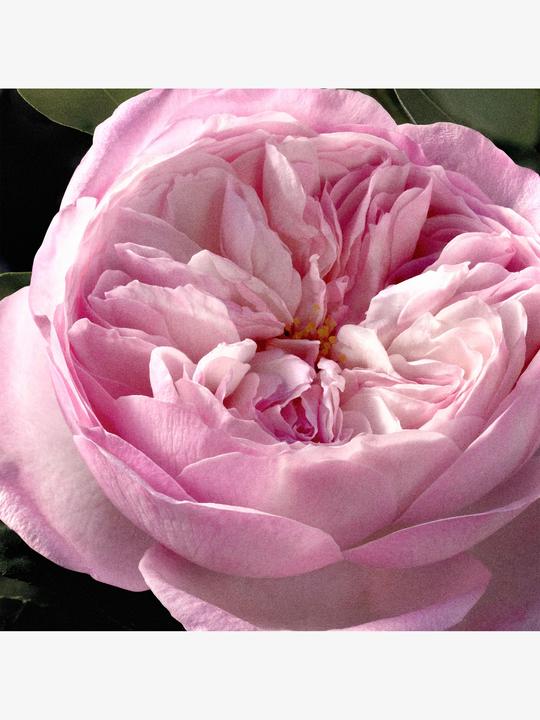 Produktbild Chloé Signature Rose Naturelle Intense refillable (Eau de Parfum, 150 ml)