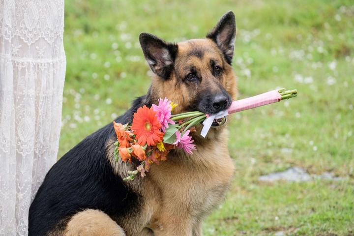 Actual product image Hudson and Rex - The complete 5th season (DVD, 2022, German)