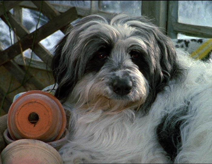 Image du produit Collection Willy Wuff - Édition 5 films (DVD, 2018, Allemand)