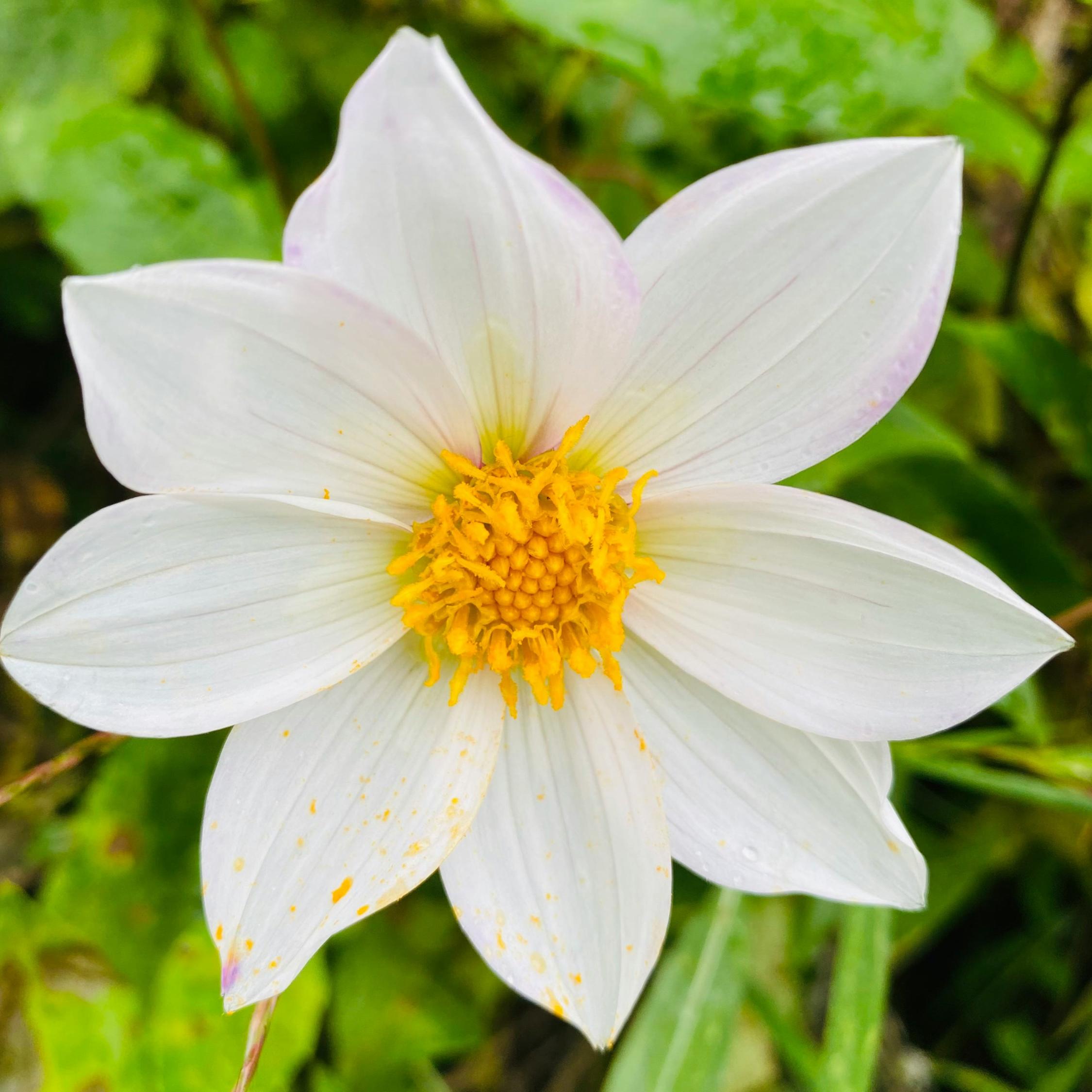 Thumbnail - Plant in a Box, Pflanzen, Dahlia Topmix Rood, Dahlia Fire & Ice, Dahlia Sneezy - 5er Mischung Dahlien (10 cm)