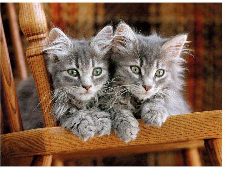 Actual product image Clementoni Cat (500 pieces)