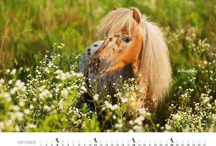 Produktbild Pferde Kalender 2026 Wandkalender