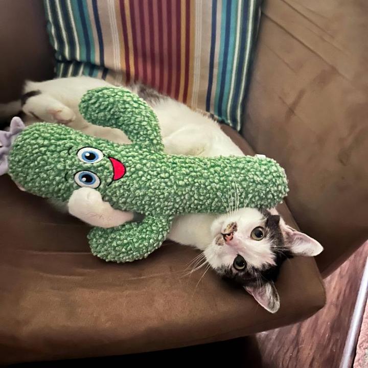 Actual product image KONG Kickeroo Cactus (Plush toy cat)