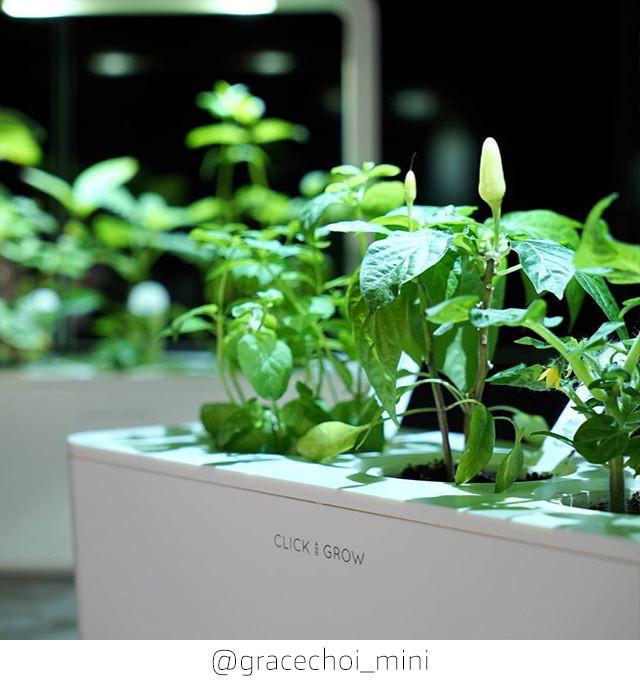 Produktbild Click and Grow Chili (Gemüsesamen)
