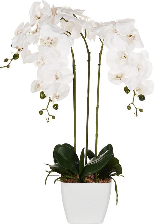 Immagine prodotto Beliani Orchidea Oncidium (59 cm)