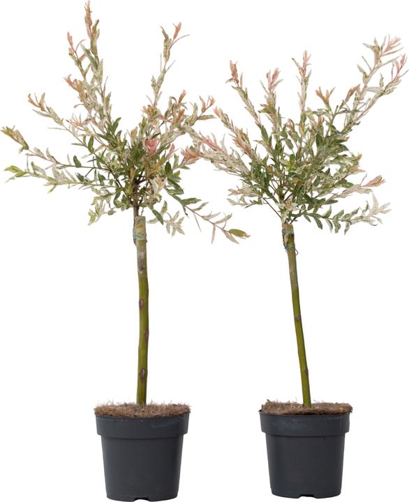Produktbild Plant in a Box Salix integra 'Flamingo' - 2er Set Bunter Blutweiderich (60 cm)