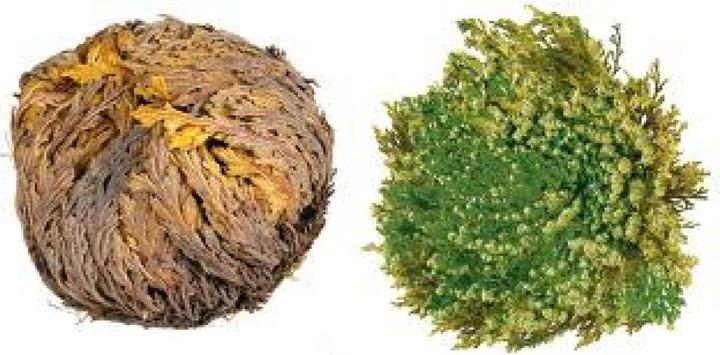 Actual product image Tropica Rose of Jericho (Plant seeds)