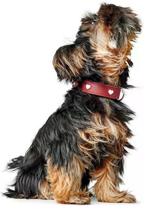 Image du produit Hunter Collier Love pour chiens 37 (Général)