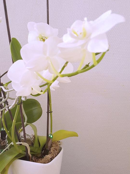 Immagine prodotto Floricus Misuratore di umidità (16 cm)