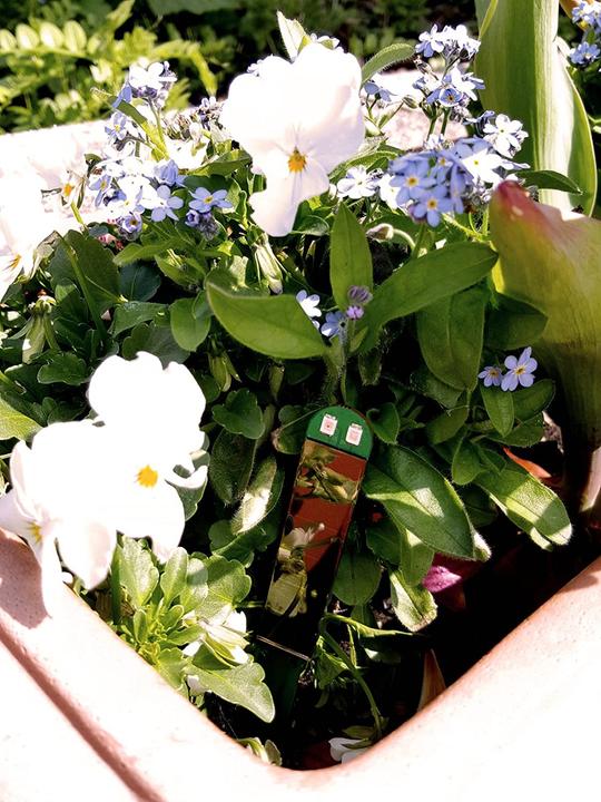 Immagine prodotto Floricus Misuratore di umidità (16 cm)