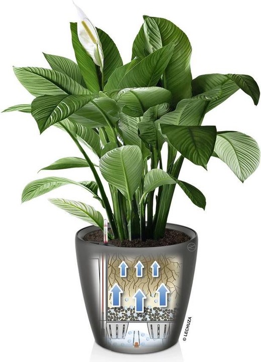 Actual product image Lechuza Classico (28.50 cm)