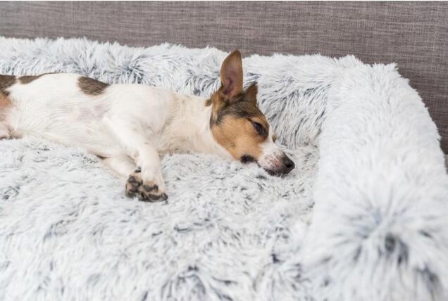 Image du produit Trixie Harvey (Chien)
