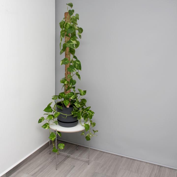 Image du produit Relaxdays 10x Kokosstäbe (4 cm, 4 cm)