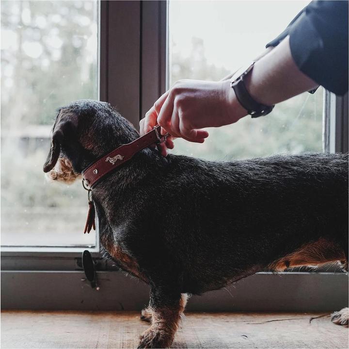 Immagine prodotto Hunter Collare bassotto Monaco 37/XS-S, pelle di vacchetta (37, Cane, Generale)
