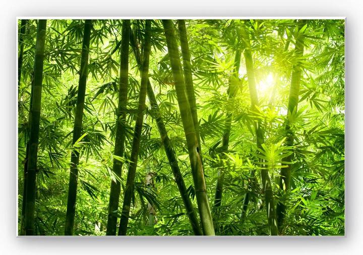 Image du produit Trenddeko Soleil dans la forêt de bambous (60 x 40 cm)