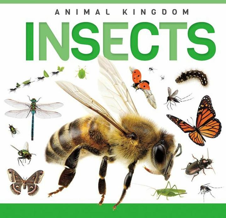 Produktbild Insects (Englisch, Rebecca Phillips-Bartlett, 2025)