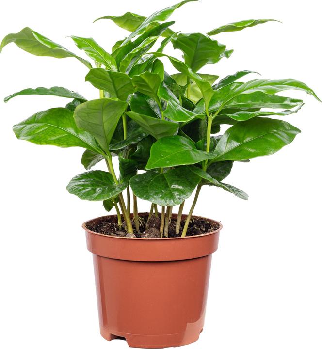 Produktbild Flowerbox Kaffeepflanze - Coffea Arabica (20 cm)
