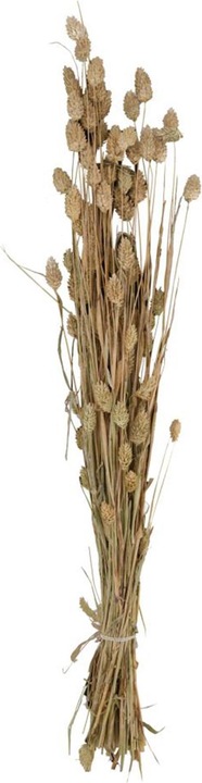 Image du produit Dijk Herbe brillante - Phalaris (Fleurs séchées)