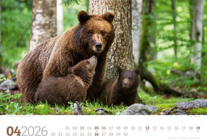 Image du produit Tierwelt Wald Kalender 2026 (45 x 33 cm, Couverture rigide, Allemand)