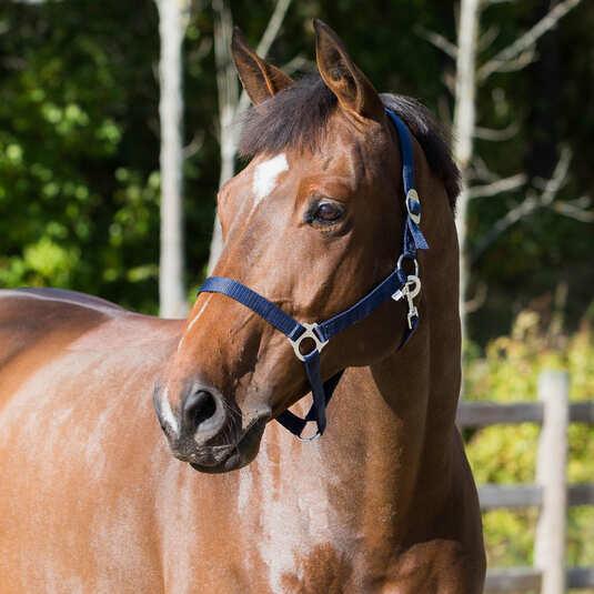 Actual product image Horze Basic horse halter
